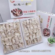 ���� Ģ�� ��֥ ��¶ ����