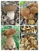 ���� Ģ�� ��֥ ��¶ ����