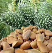 ���� Ģ�� ��֥ ��¶ ����