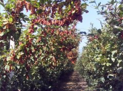 ���� Ģ�� ��֥ ��¶ ����