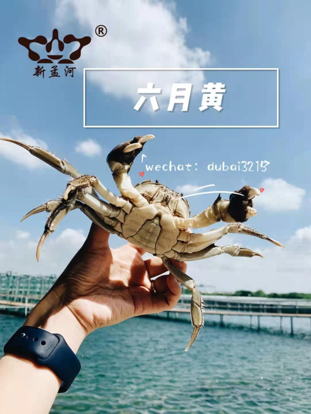 鲜活六月黄大闸蟹,中秋节月饼礼盒,迪拜全城配送 鲜活六月黄大闸蟹,中秋节月饼礼盒,迪拜全城配送