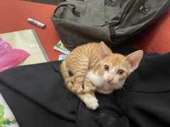 �����´����è������