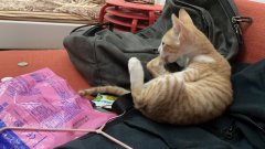 �����´����è������