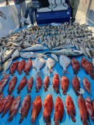 �ϰݳ�����è�������ֲ�:�������顢���ι۹⡢����ɶ�