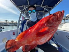 �ϰݳ�����è�������ֲ�:�������顢���ι۹⡢����ɶ�