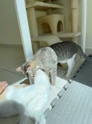 ���ʳ�|����Ϊèè�װ�������