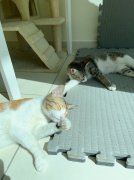 ���ʳ�|����Ϊèè�װ�������