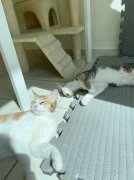 ���ʳ�|����Ϊèè�װ�������