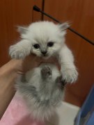 ������Сè����ë����2ĸ1����