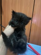 ������Сè����ë����2ĸ1����