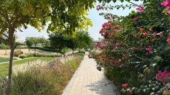 �ϰݷ������ϰݶ��ַ����ϰ�ɽׯMaple 4�����ű�������