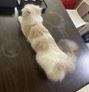 ĸè��Ѱ��è����