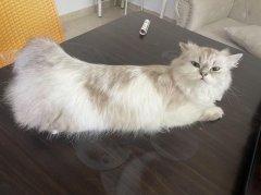 ĸè��Ѱ��è����